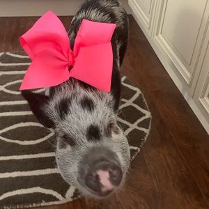 Meet your Posher, Caitlin